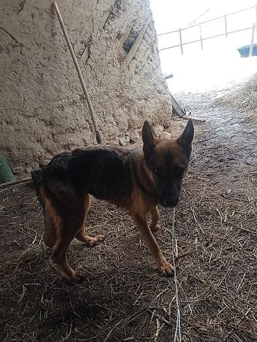 такса собака: Щенки средних размеров, метисы дворняги с пастушьими породами. - — 5