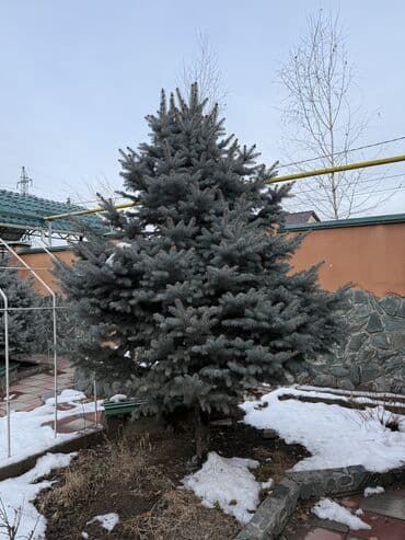 Садовая мебель: Саженцы деревьев: Ели, Самовывоз — 5