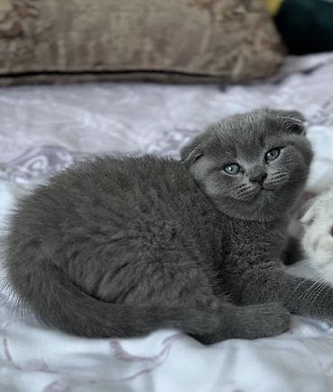 белый шотландский котенок: Скотиш Фолд (Шотландская вислоухая), 2 месяца, Девочка, Голубой, Приучена к лотку — 1
