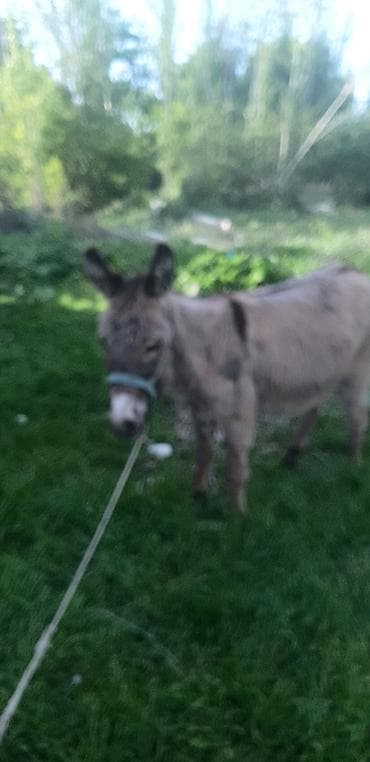 карлик сибрайт: Осёл (мини/средний рост) для хозяйства и прогулок. ОБМЕН ЕСТЬ САМА — 5