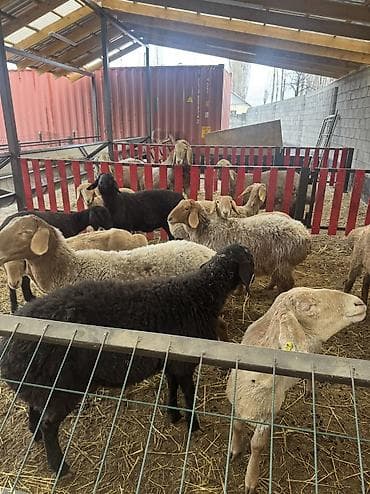 Продаю | Ягненок | Арашан | Для разведения | Ярка