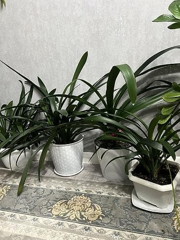 Промышленная химия: Комнатные растения в декоративных горшках - Диффенбахия крупнолистная — 5