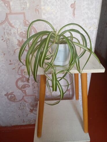 цветок диффенбахия: Хлорофитум хохлатый (Chlorophytum comosum) variegata в горшках. - — 4