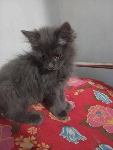 манчкин кошка: Отдадим котят только в добрые руки !! — 4