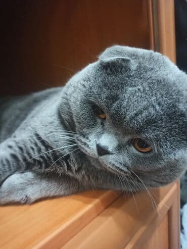 вислоухая кошка сколько стоит: Вязка, не продажа! Наш любимый котик, своенравный, но, в тоже время — 3