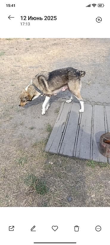 собаки щенки: Продаются щенки алабай, кабель и девочка. Возраст 2 месяца. Отец и — 3