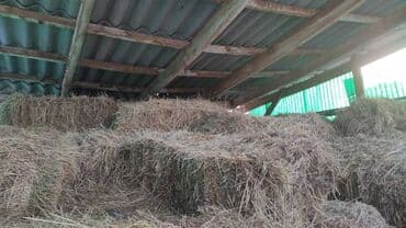 продаю культиватор: Экспорт — 1