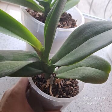 саженцы роза: Ниже себестоимости комнатные растения в горшках: 1) Орхидея-500сом ( — 5