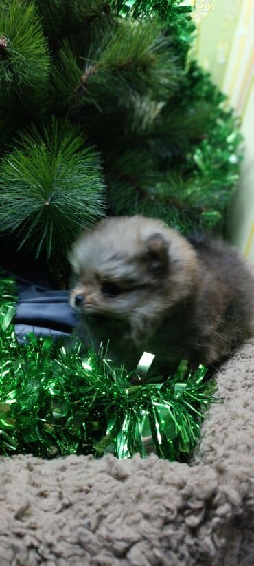 щенки немецкой овчарки чёрного окраса: Шпиц, 1 месяц, Самец — 10