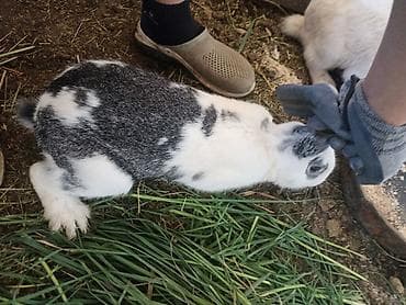 продажа кормов для сельскохозяйственных животных: Коендор сатылат пародасы великан баасы келищим турдо 2 коен баасы — 1