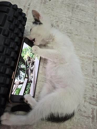 Үй жаныбарлары: Котёнок, приученный к лотку - Возраст: котёнок (маленький) - Окрас — 5