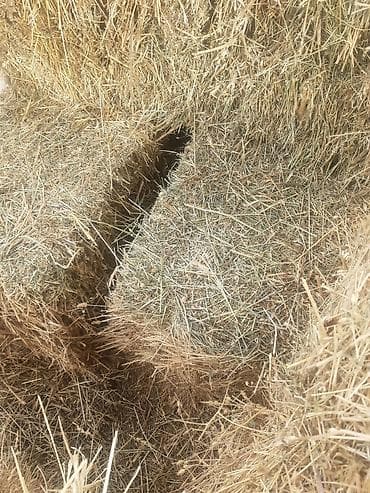 Сено в тюках(клевер,плотно прессованная),1-укос(400сом)и
