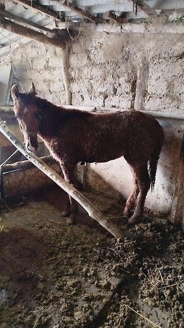 ит мал айдаган: Сатам | Тай | Көбөйтүү үчүн | Асыл тукумдуу — 3