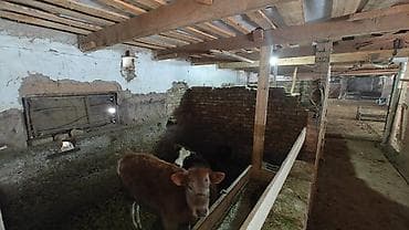 кардиганы мужские: Требуется Скотник, Оплата: Ежемесячно — 4