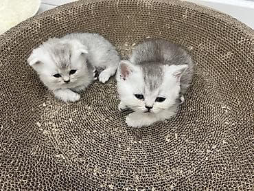шиншыла: Британ кыска жүндүү, 1 айлык, Эркек, Күмүш өңдүү шиншилла, Лотокко барууга үйрөтүлгөн — 2