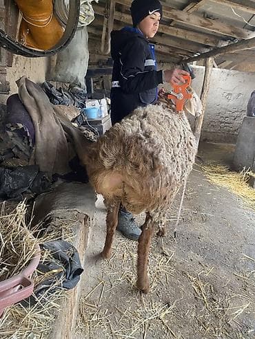 кролики фландр крол крольчата бабочка: Продаю | Овца (самка) | Гиссарская | Для разведения | Племенные — 3