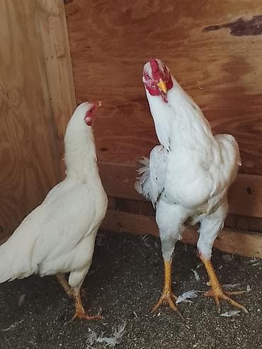 куплю курицу: Продаю | Куры | Для разведения — 3