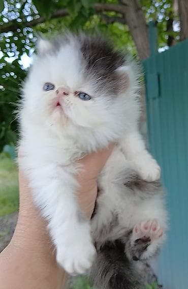 кошка мышык: Эксклюзив ! Настрящий персидский котёноккоторый может быть — 4