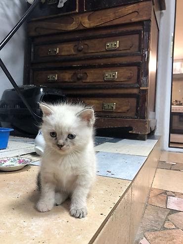 кошки шотландские: Продаю котят Скотти- страйк с голубыми глазами и дымчатыми — 8