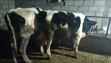 стельная карова: Продаю | Бык (самец) | На откорм | Привязанные — 3