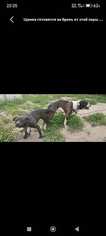 Щинки готовятся на бронь от этой пары . Родители горячие, обоих
