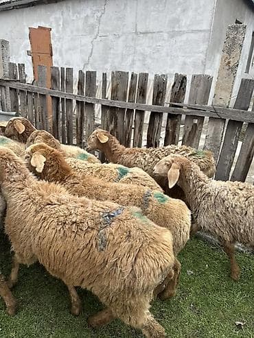 животные собаки: Продаю | Ягненок | Для разведения | Ярка — 1