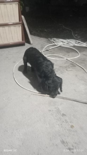 королевский дог цена: Продаю охотников.щенкам больше двух месяцев .привиты .цена 4000сом — 8