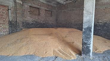 Аквариумы: Продаю кукурузу — 1