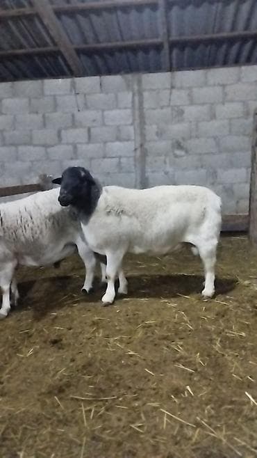 жалал абад кошка: Сатам | Кочкор (эркек) | Көбөйтүү үчүн | Асыл тукумдуу — 7