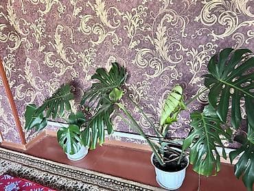 живопись натюрморт: Монстера делициоза (Monstera deliciosa) в горшке. - Крупное комнатное — 3