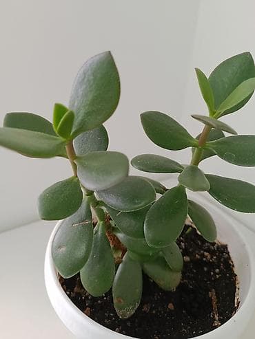 карнавальные костюмы для взрослых: Толстянка (денежное дерево) в горшке. - Вид: Crassula ovata — 3