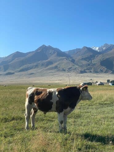 Собаки: Продаю | Бык (самец) | Герефорд | Для разведения | Племенные — 3