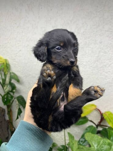 Такса, 2 месяца, Самец, С прививкой — 8