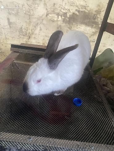 живые дрожи: Продаю | Крольчата | Калифорнийская | Для разведения — 2