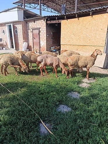 бараны аршан: Продаю | Ягненок | Арашан | Для разведения | Ярка — 4