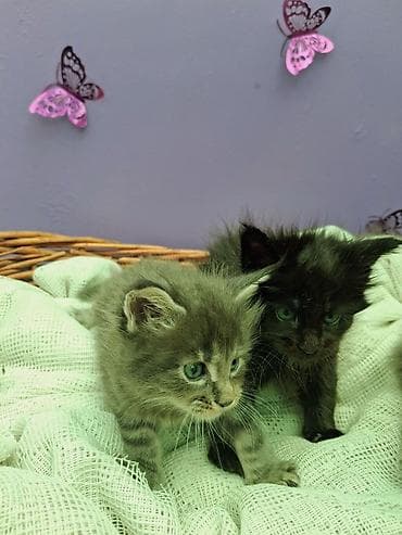 коты: Мейн-кун, 1 месяц, Девочка, Серый, Приучена к лотку — 3