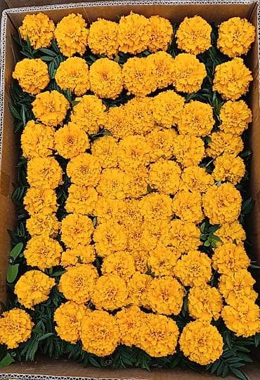 купить цветы петунии: Рассада цветочных однолетников для клумб и балконных ящиков. В — 2