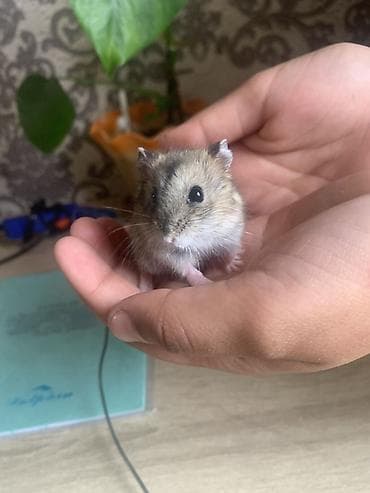 хомяки даром: Хомячок джунгарик с комплектом для содержания. - Вид: карликовый — 2