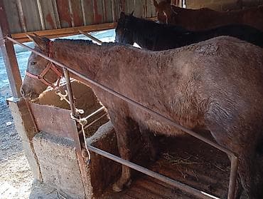 токмак лошади: Продаю | Жеребец | Рабочий — 1