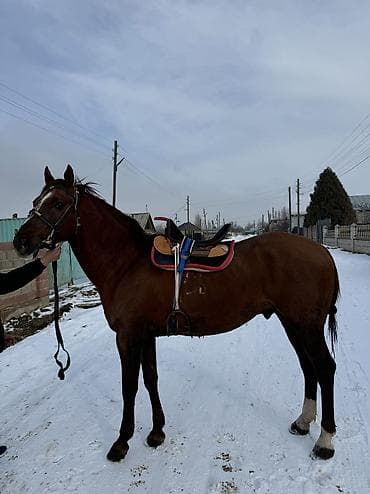 4 5мм: Сатам | Тай | Ат спорту — 6