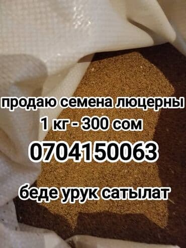 Семена кормовых растений: Люцерна