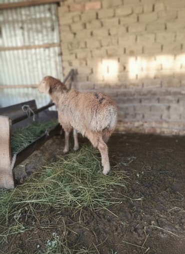 котята отдам в добрые руки: Сатам | Ургаачы кой (ургаачы) | Көбөйтүү үчүн — 1