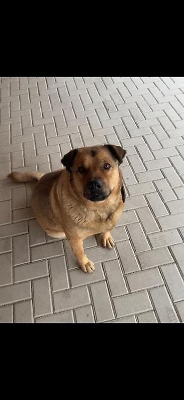 сенбернар щенок: Собака даром: Овчарка, 3 года, Самка, С прививкой — 2