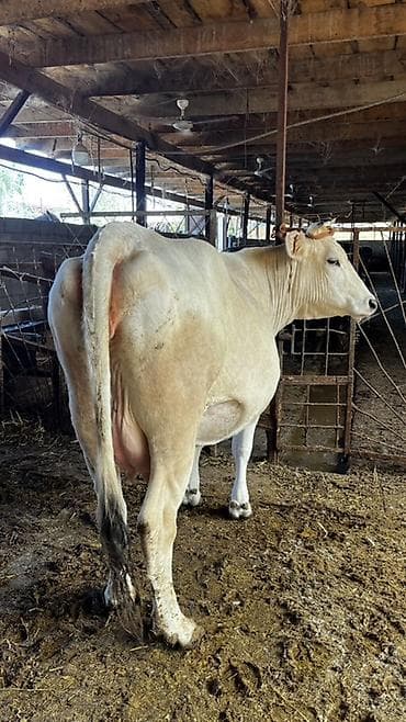 коры: Продаю | Корова (самка) | Для молока | Племенные — 2