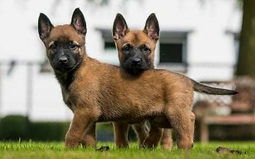 белая овчарка: КУПЛЮ ЩЕНКОВ БЕЛЬГИЙСКОЙ ОВЧАРКИ — 1