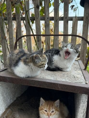 породистые кошки в добрые руки: Котята-домоседы, помёт из 5 малышей: - Пушистый кремовый — — 2