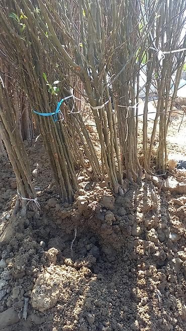 готовые пучки: Предлагаются к продаже пучки саженцев растений. Саженцы представлены в — 6