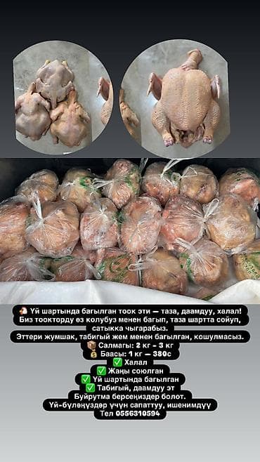 Свежие тушки домашней курицы (халяль) - Куры выращены в домашних at lalafo.kg Свежие тушки домашней курицы (халяль) - Куры выращены в домашних
