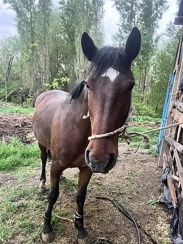 жалал абад ит: Сатам | Жылкы (эркек) | Жумушка — 2