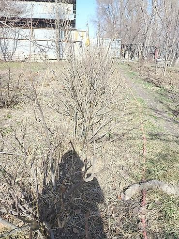 Канцтовары: Продаю большие кусты чёрной смородины Также имеется два куста красной — 3